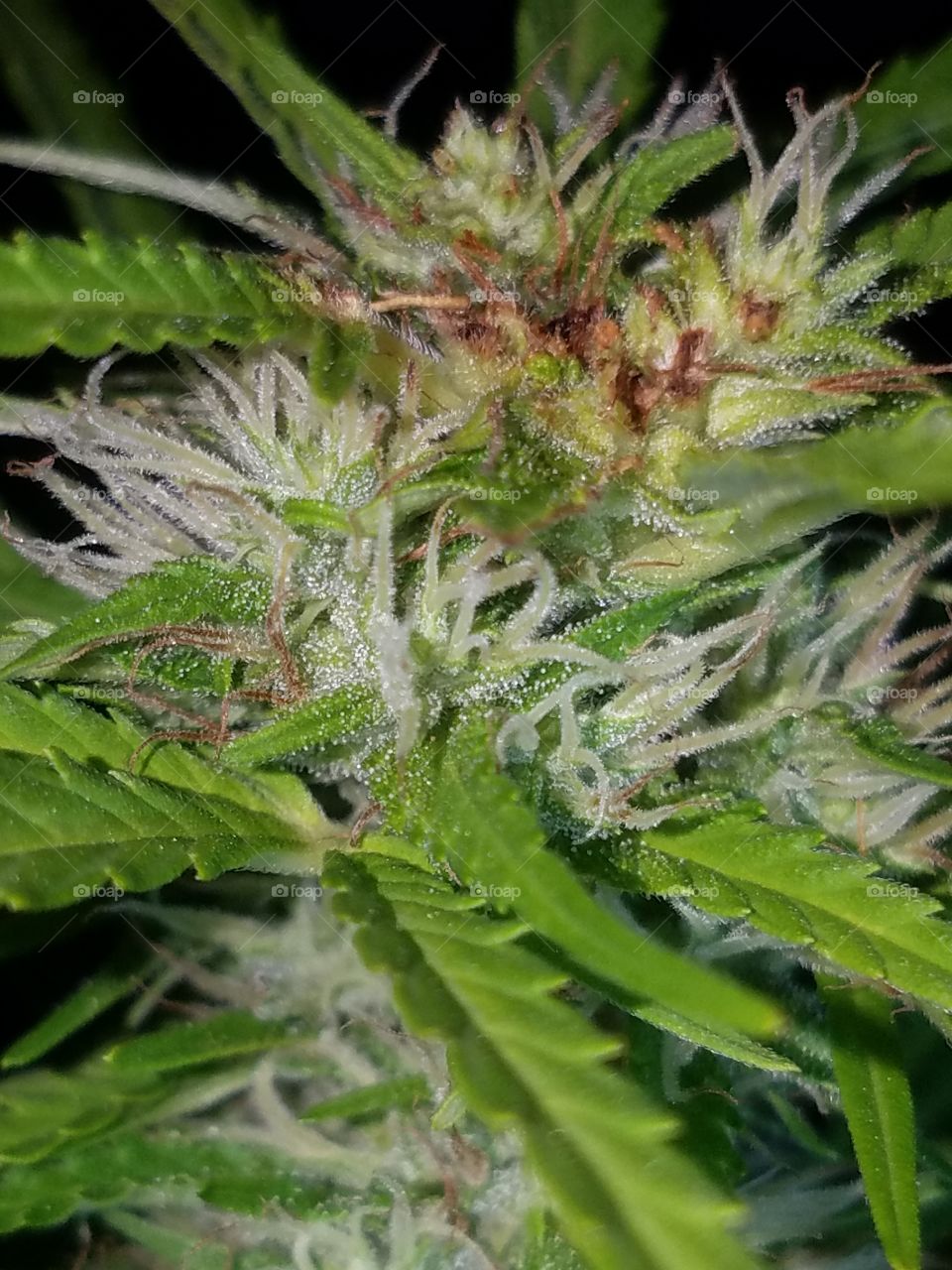 growing some marijuana.