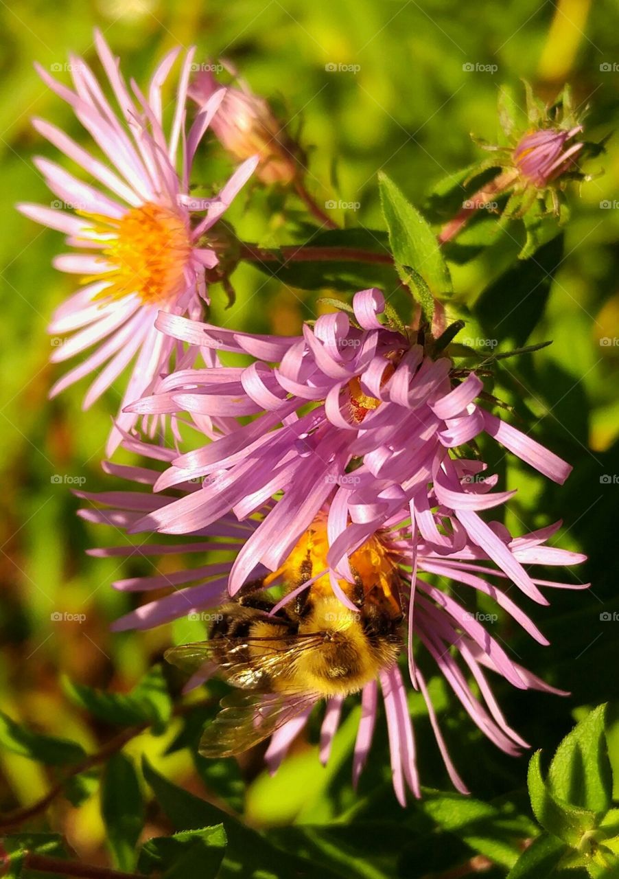 Pollinating honeybee