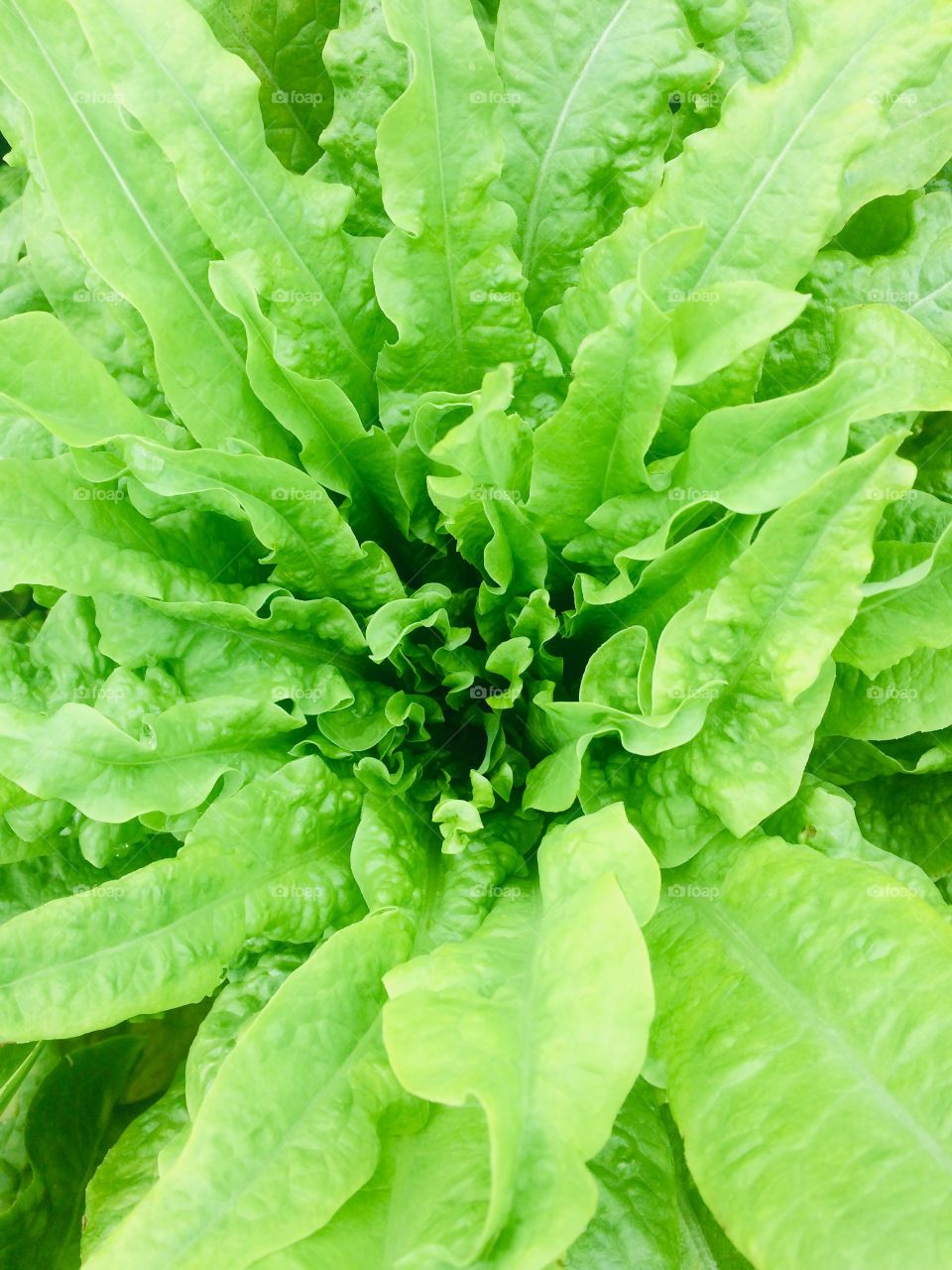 Inside a lettuce 