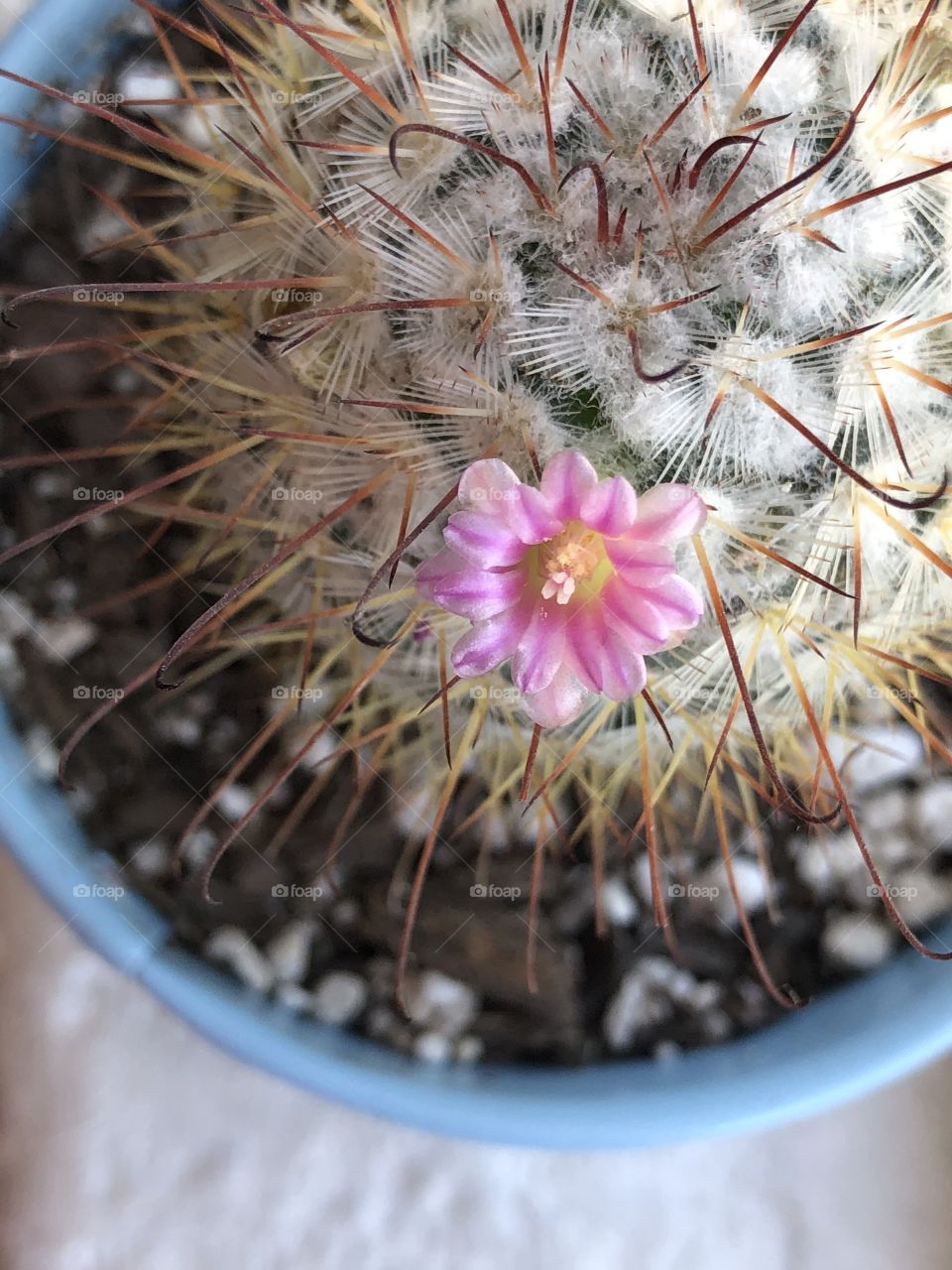 A pink flower growing from a cactus 