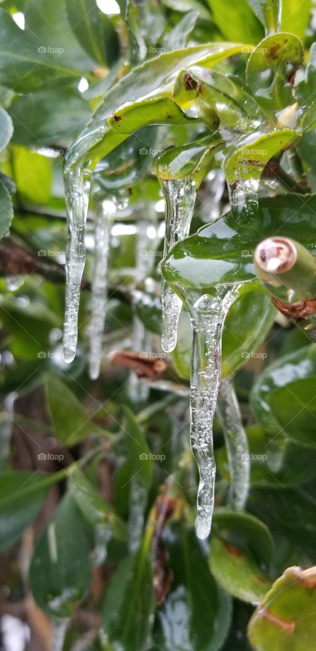 As the winter ☃  comes we can see frozen Iceles hanging from lots of green ☘  leafs 🍁 let us find beauty in everything we find and see. Thank you my foap friends enjoy.