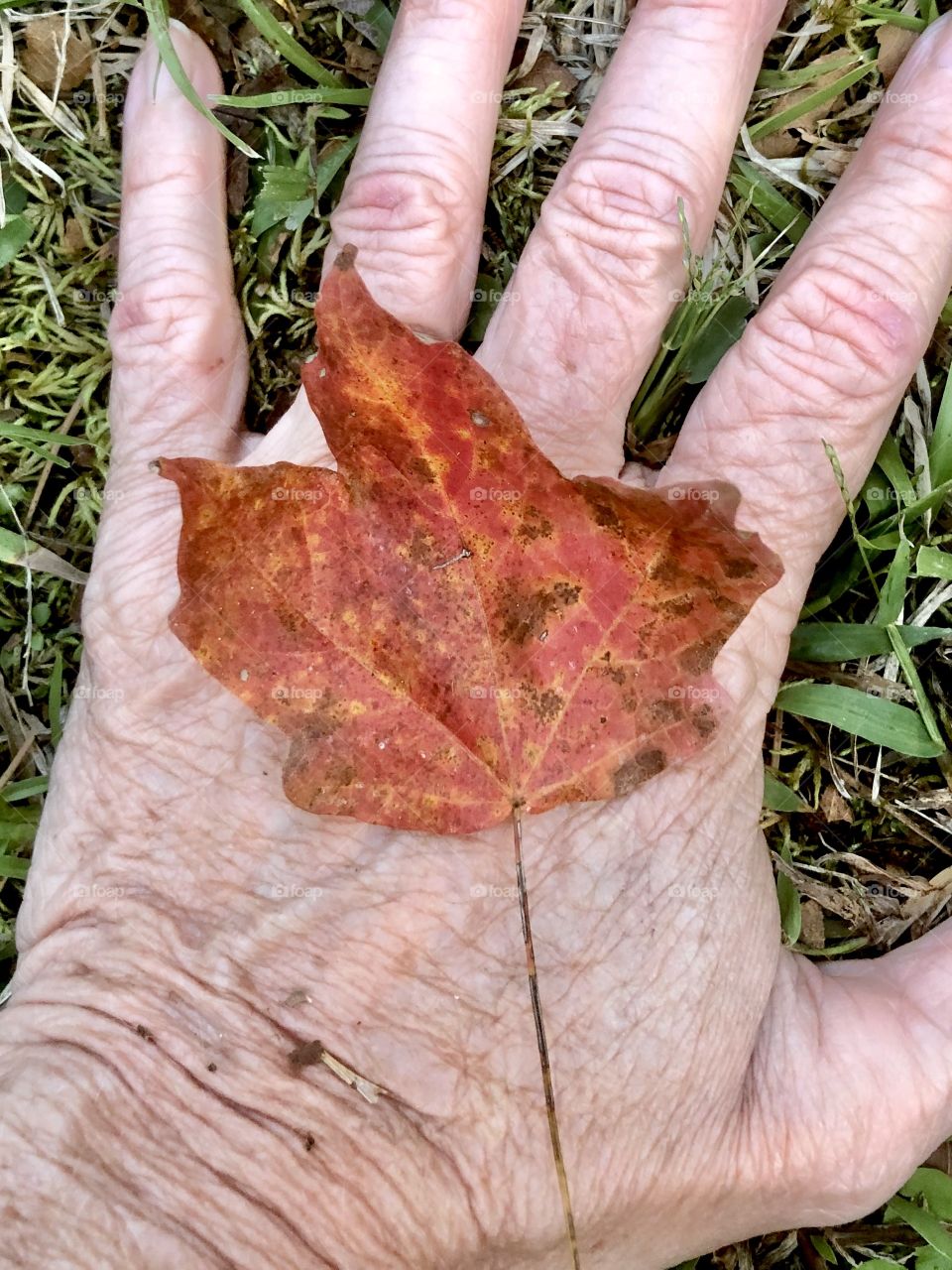 Autumn in nature, autumn in life