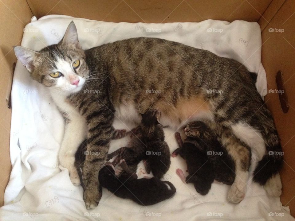 Adorable kittens and their mom.