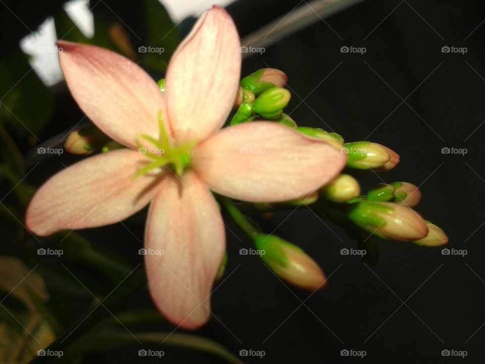 Close-up of white flower