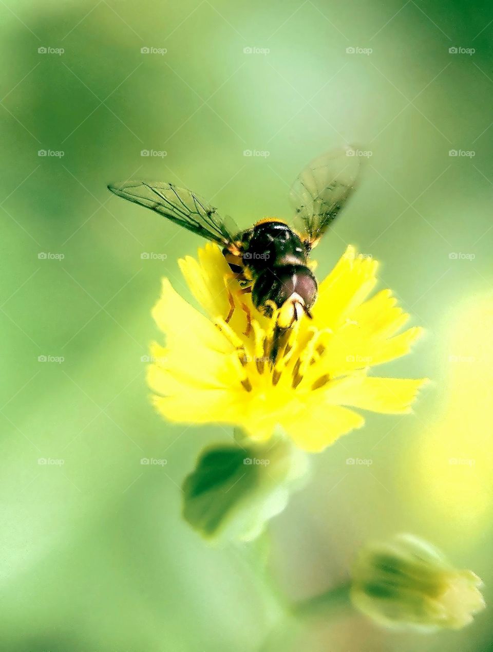 Bill Gates Flower Fly on Nipplewort Flower