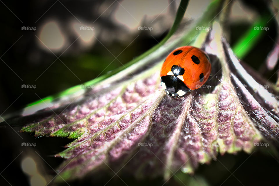 Ladybug