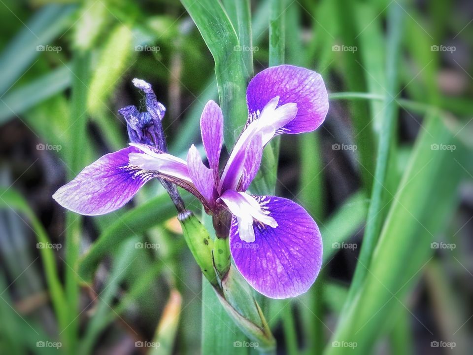 Iris