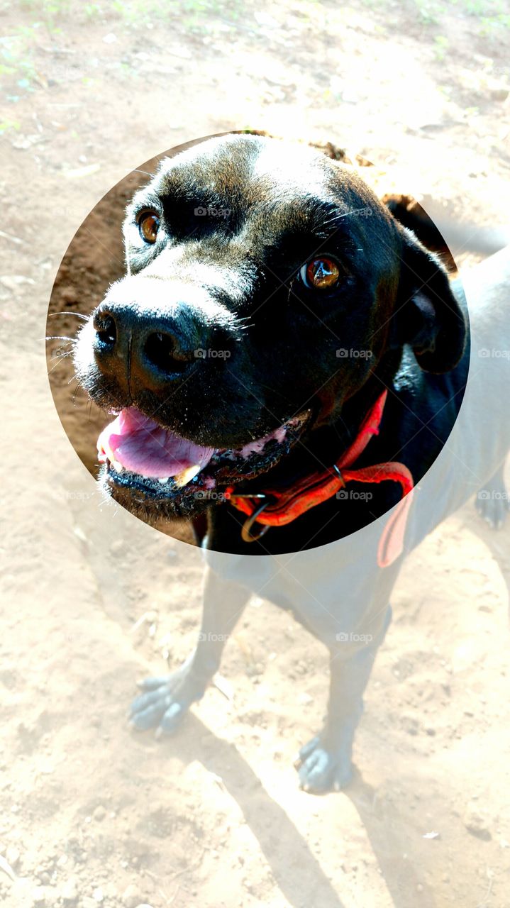 A cara do cachorro preto.