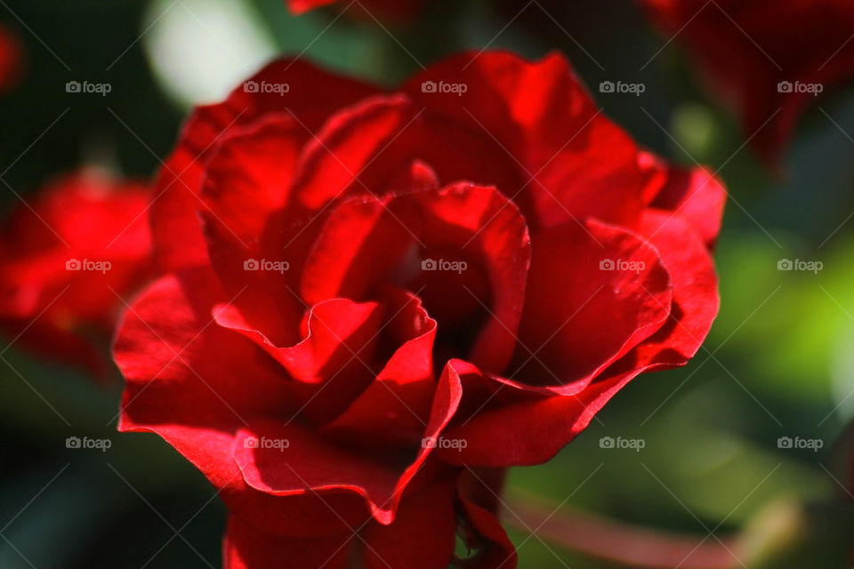 rosa fiore rosso pianta by eliadalmasso