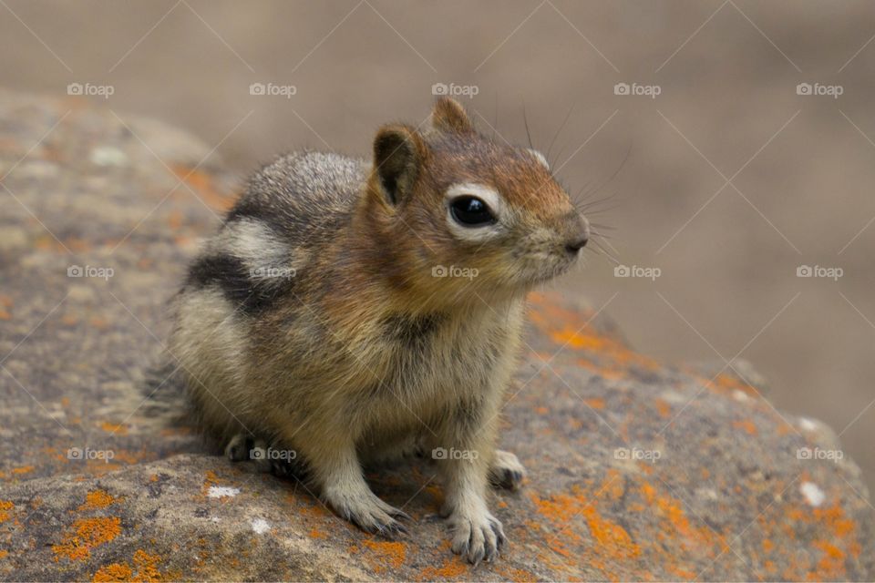  Closeup of Chipmunk: Banff, Alberta - Canada