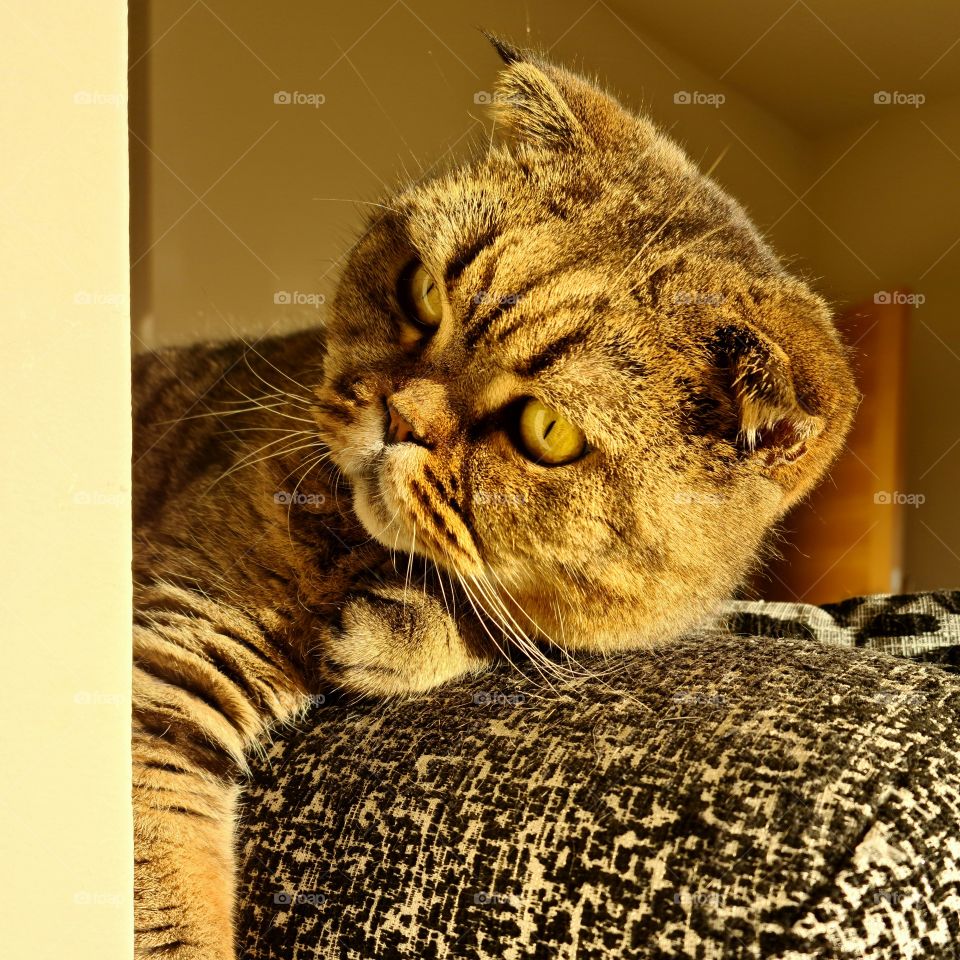 closeup portrait of a serious adult scottish fold cat