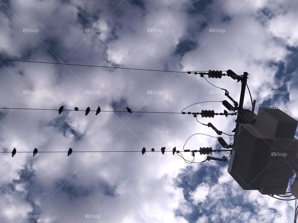 Electric lines and birds