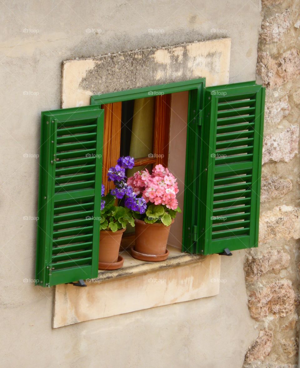 Flowery plant at outside widow