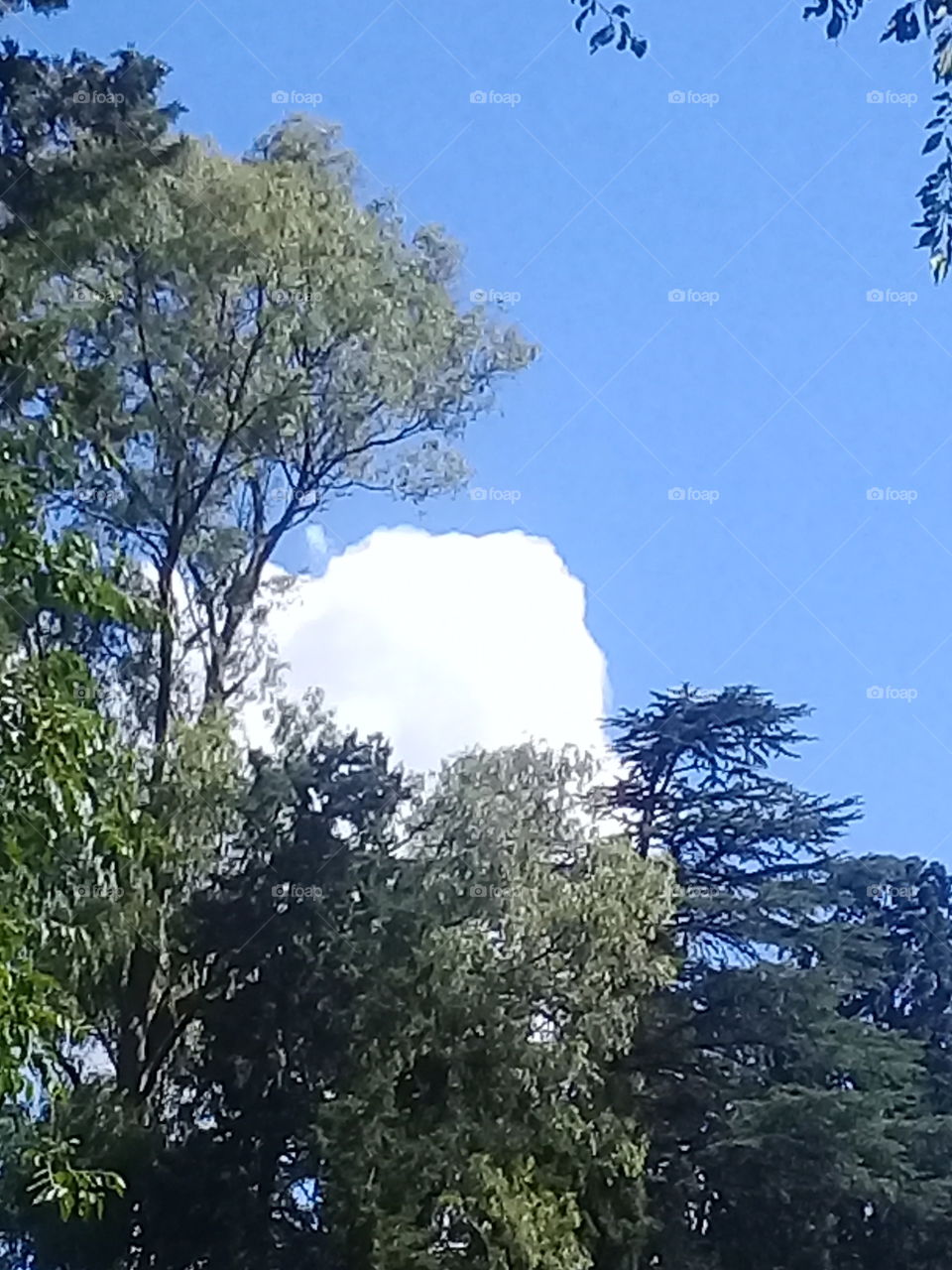 nube blanca asomando entre el follaje espeso de un bosque de coníferas en un cielo de verano.