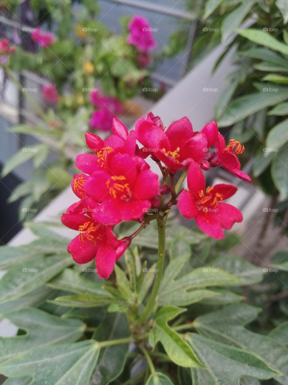red flower seasonal fresh shurb small size looks very beautiful generally found everywhere