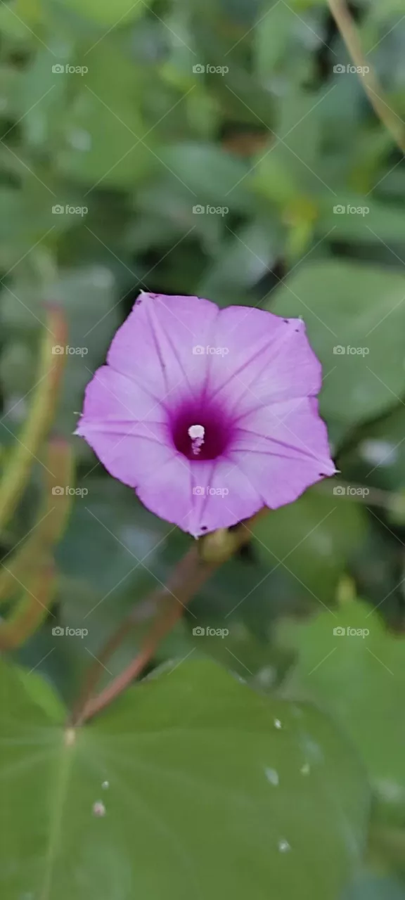 morning glory 