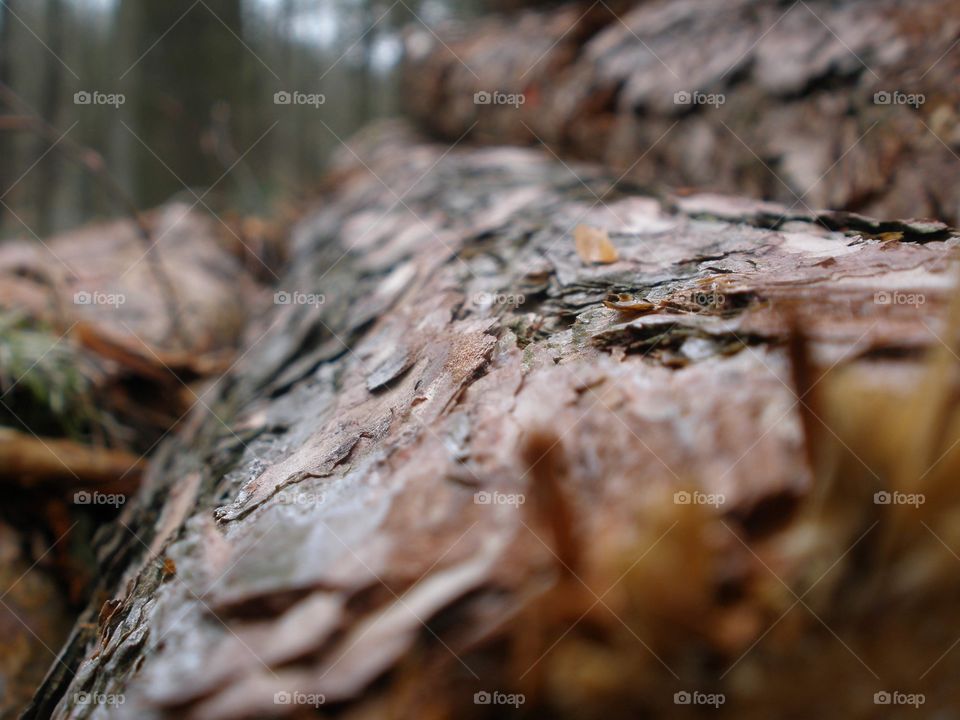 A close up of treebark chopped down in a Dutch Forest. 