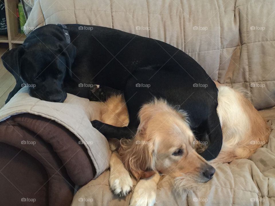 Furry siblings Ace, pitbull mix and Buddy the Service dog. Enjoying some down time on a cold winter day. Ace was rescued from an Animal Sanctuary in Ohio and he is part of a family in his forever home.