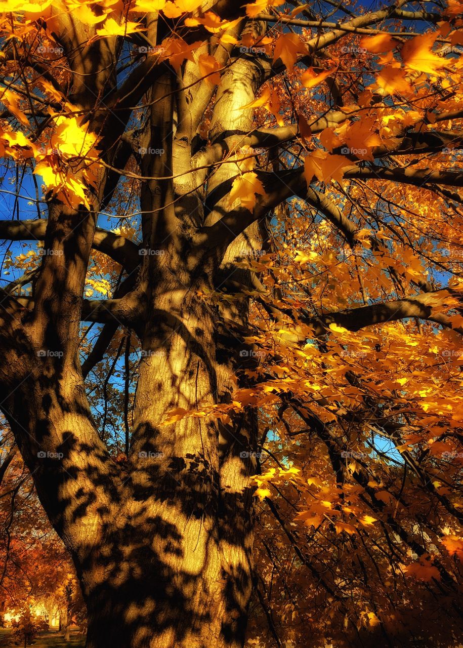 Fall leaves in a tree