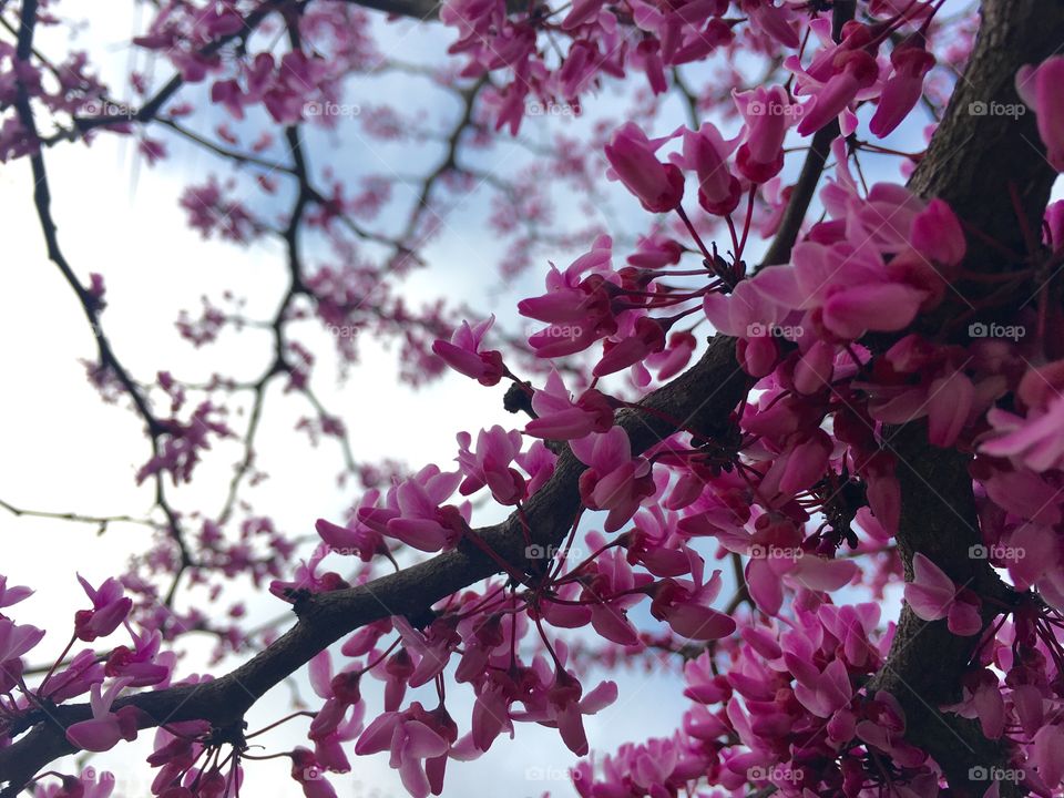 Low angle view of flowers on tree