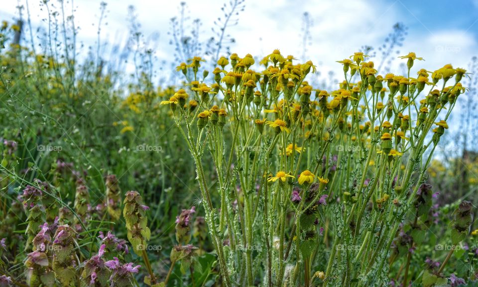 Field, Nature, Flower, Hayfield, Flora