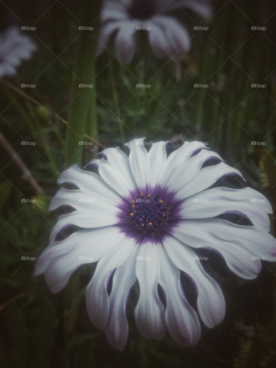 Macro flower with white petals and purple center 