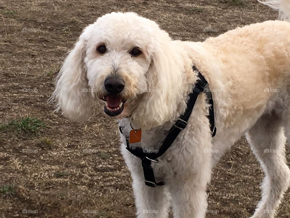 Portrait of dog