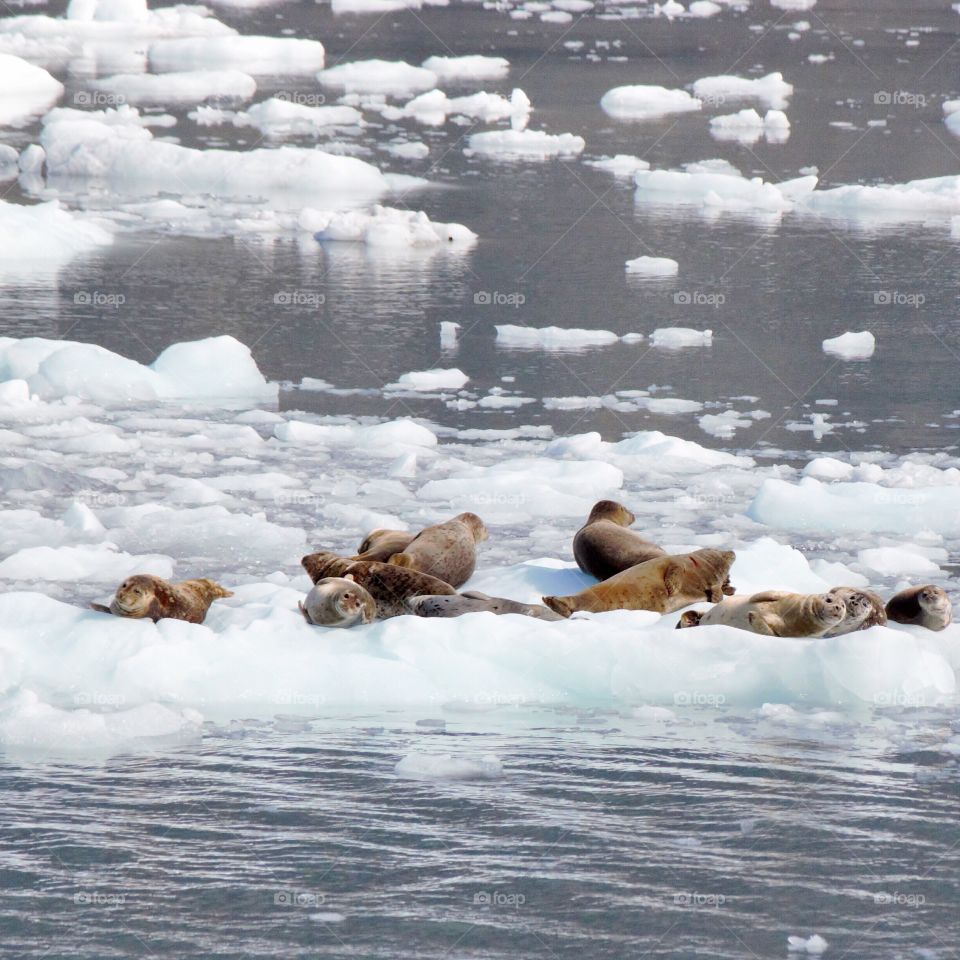 Harbor seals in Prince William sound