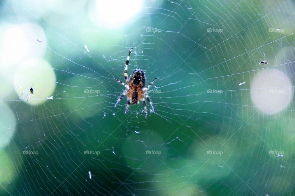 Spider in web