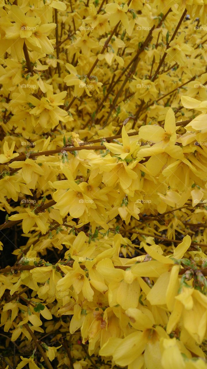 Yellow shrub 