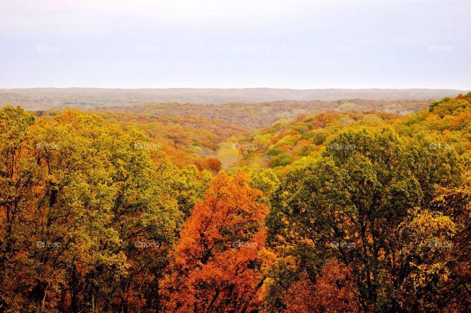 nature outdoors colors tree by refocusphoto