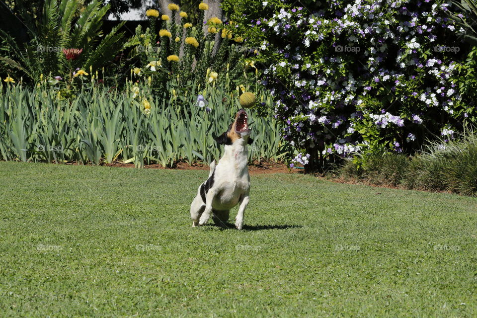 Jack Russell with tennis ball in garden