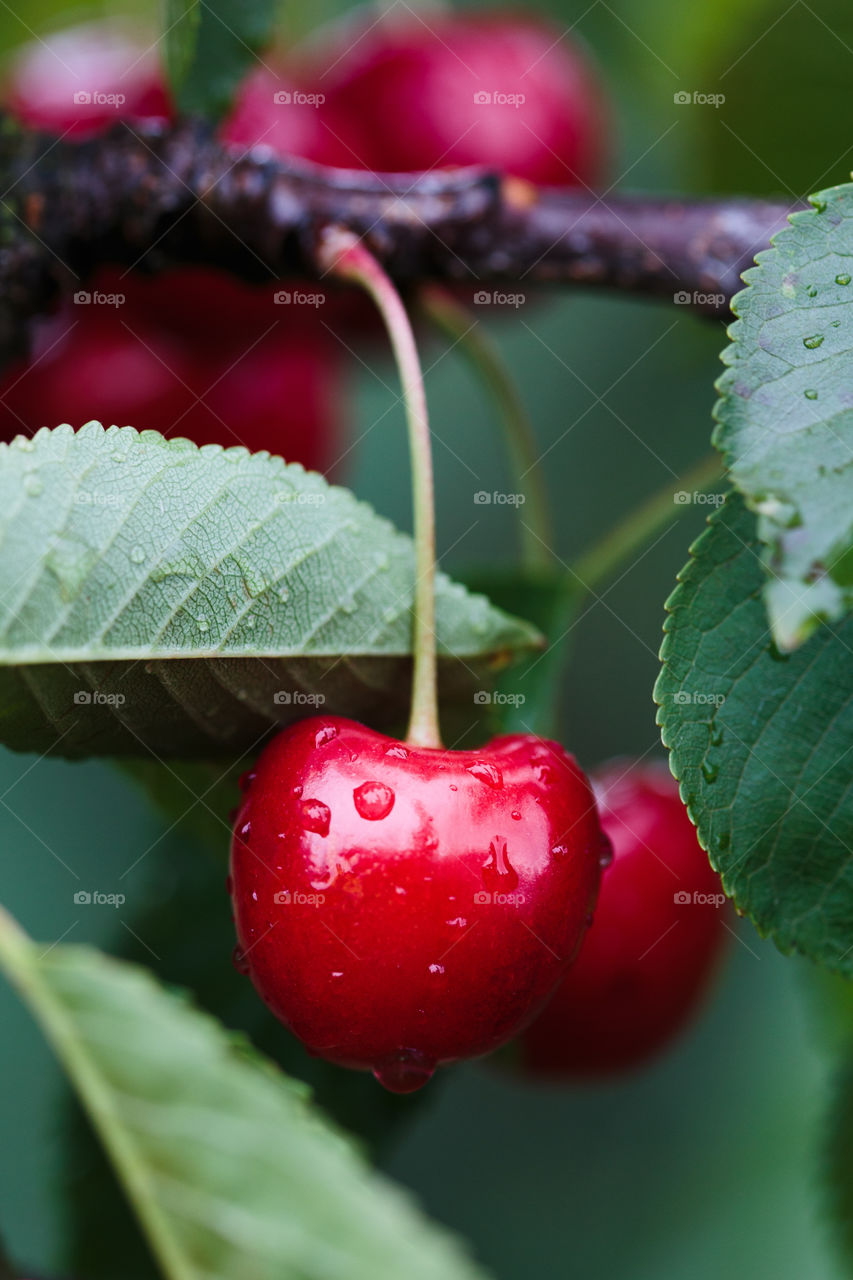 Closeup of ripe red cherry berries on tree among green leaves