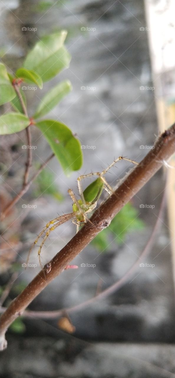 big niddles legs spyder in find of creatures for food