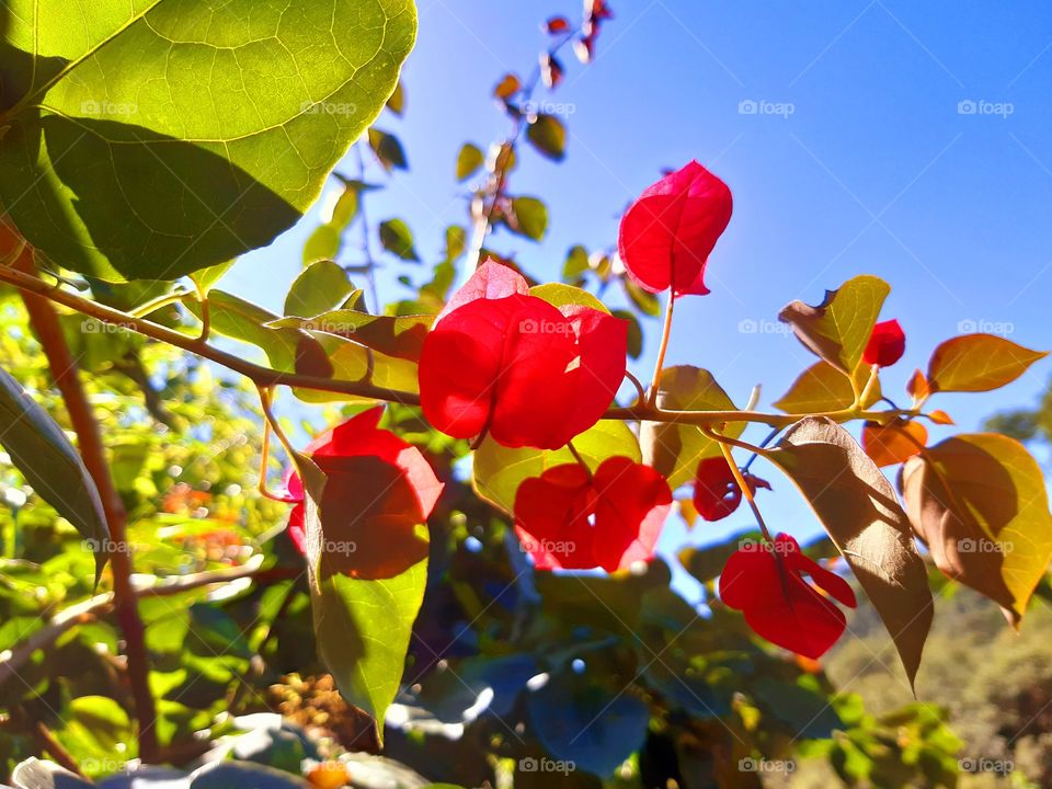 Contrastes de cores que desperta em nós sentimentos puros.