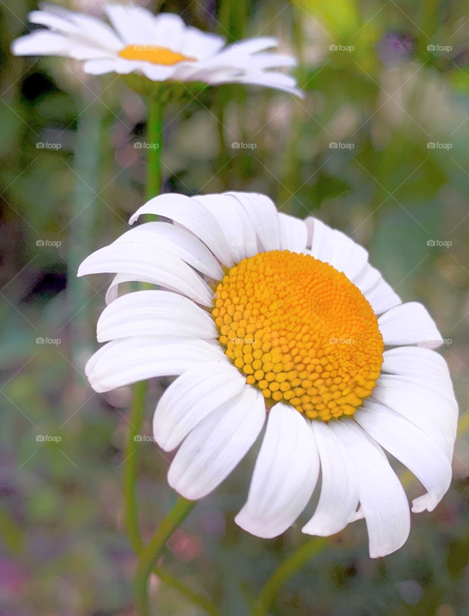 Close-up of a daisy in nature with another daisy in the background.