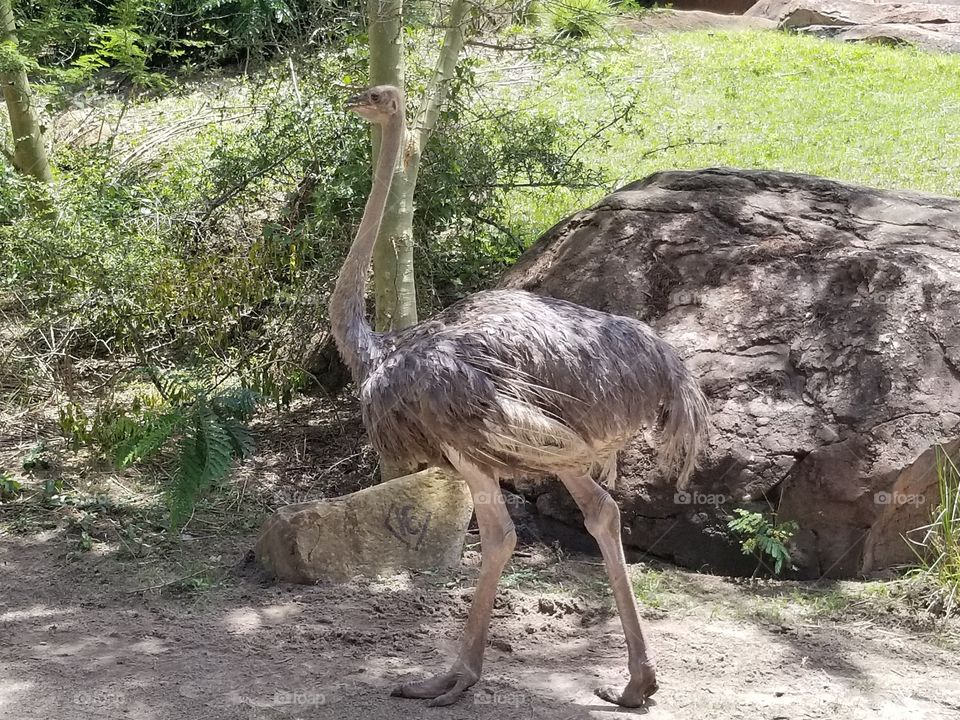 An ostrich makes its way across the plains.