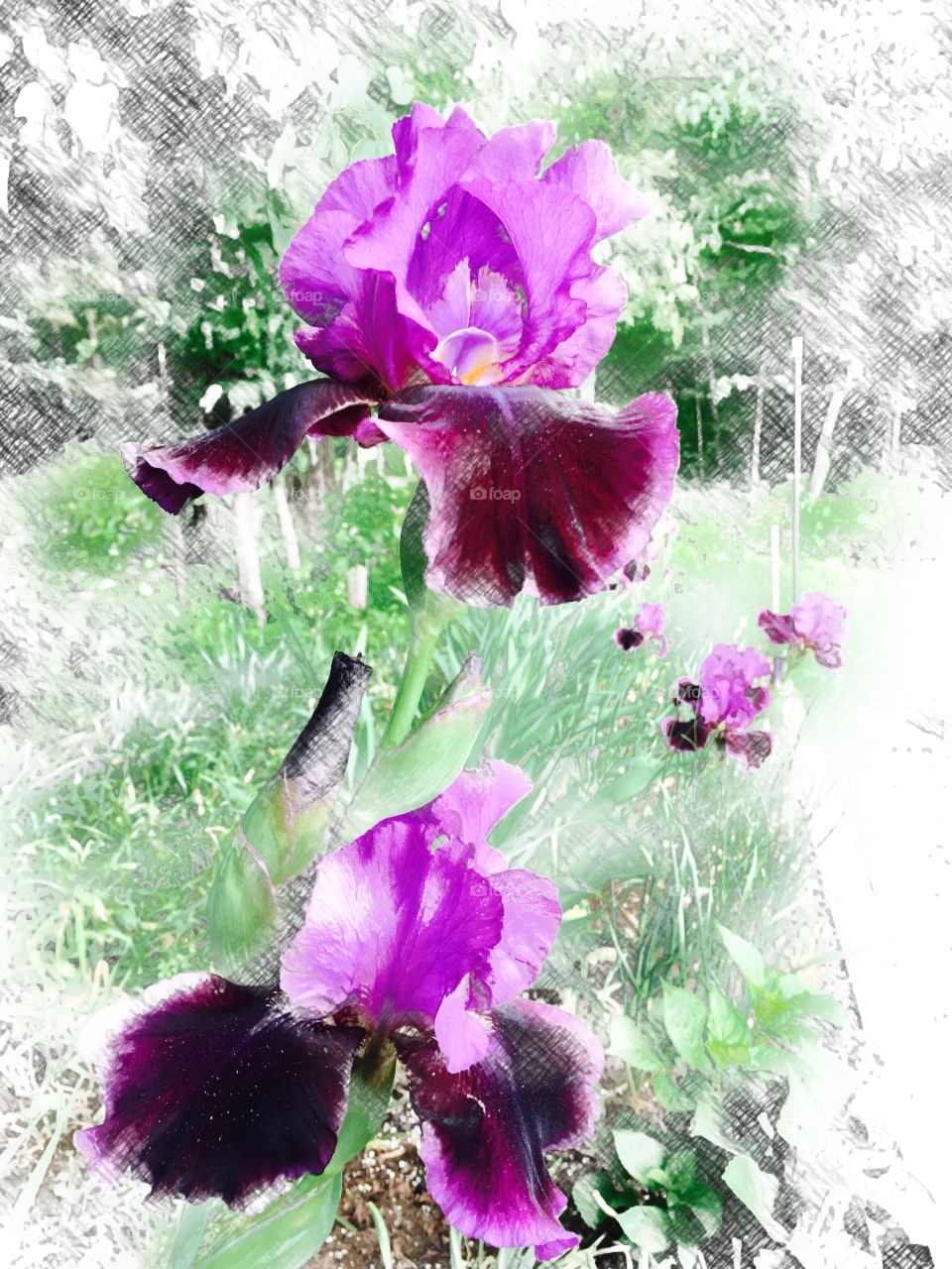 Iris flowers . Irises 