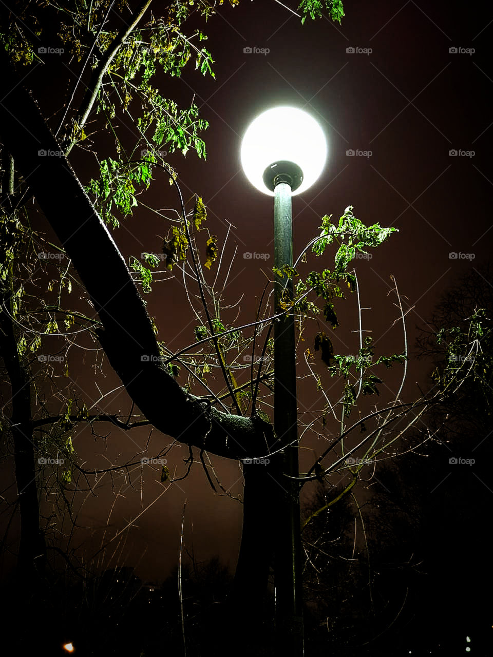 The dumb beauty of a street lamp