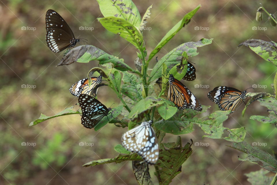 butterflies in a plant
