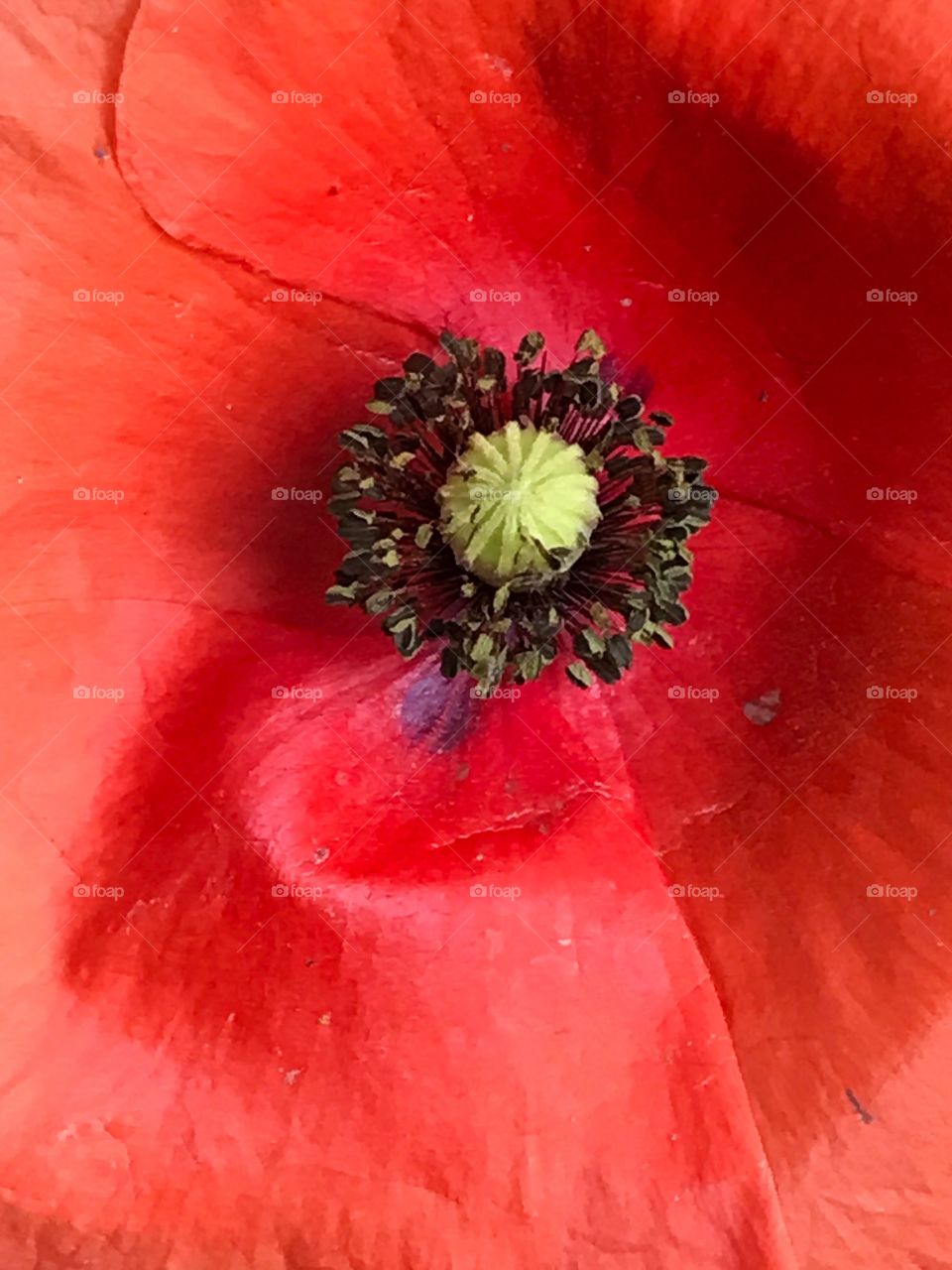 Flower, Poppy, No Person, Nature, Flora