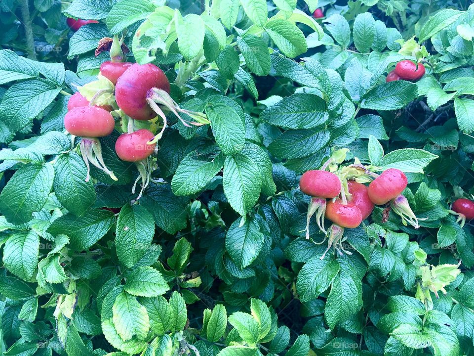 Beach rose hips, Cape Cod, August 2020