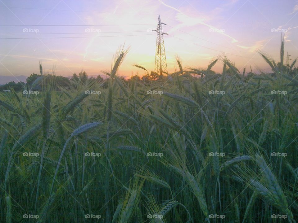 Sunset in the field of grain