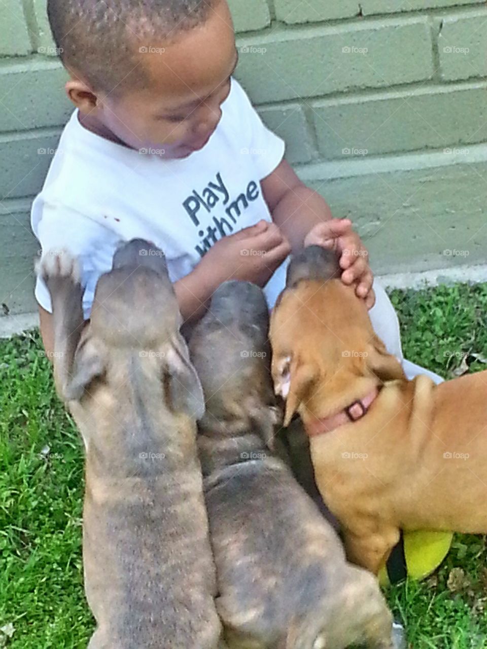 Puppy Playtime. A picture of my son playing with 3 puppies.