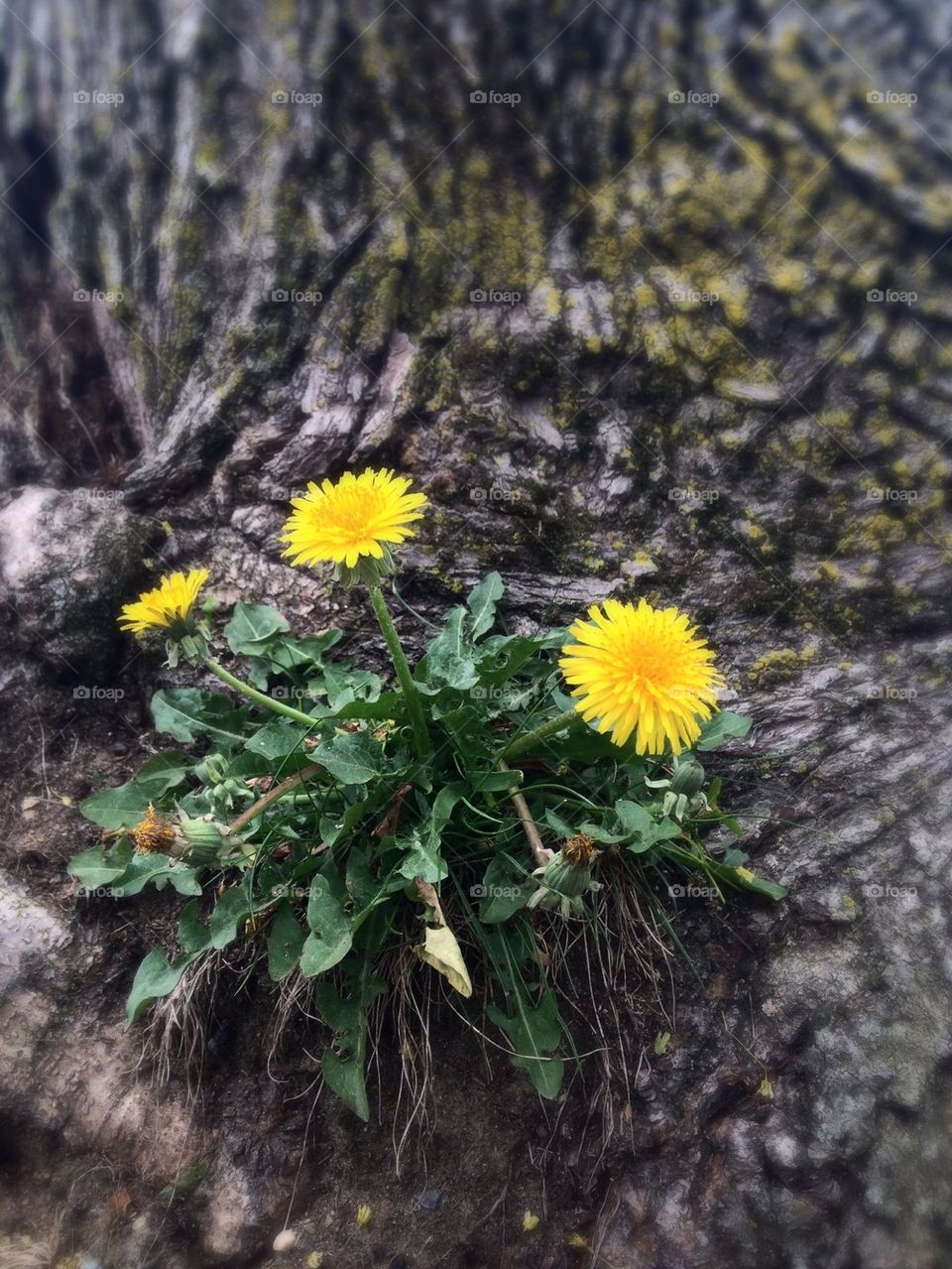 Dandelions