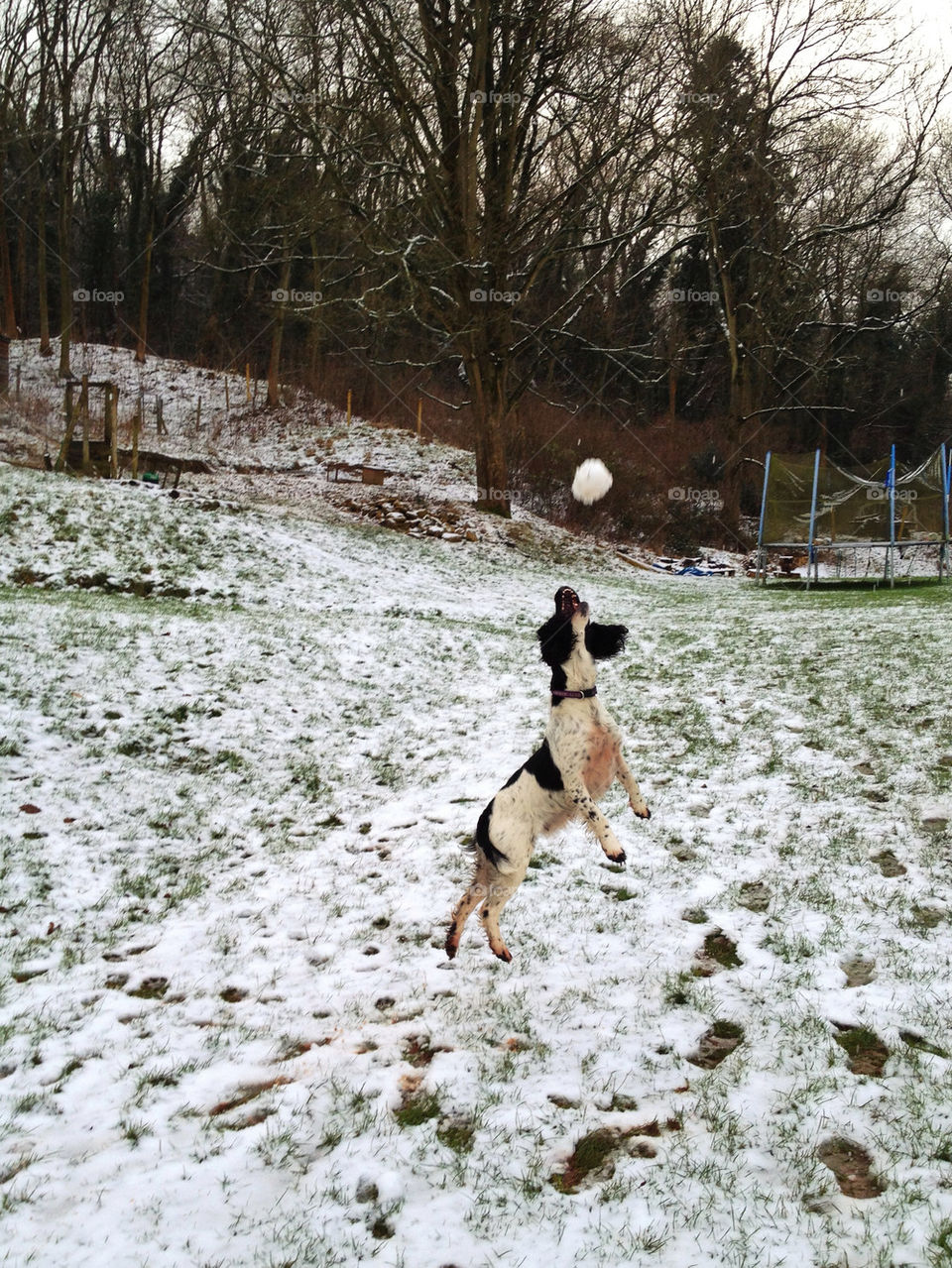 snow garden play dog by curly_phil
