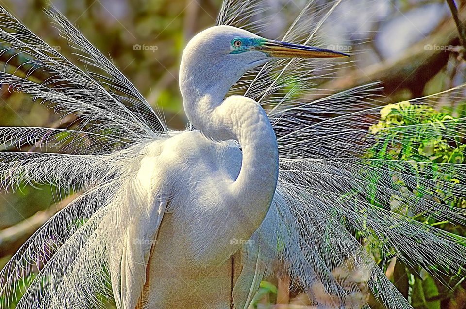 A Great Egret displays his mating plumage.