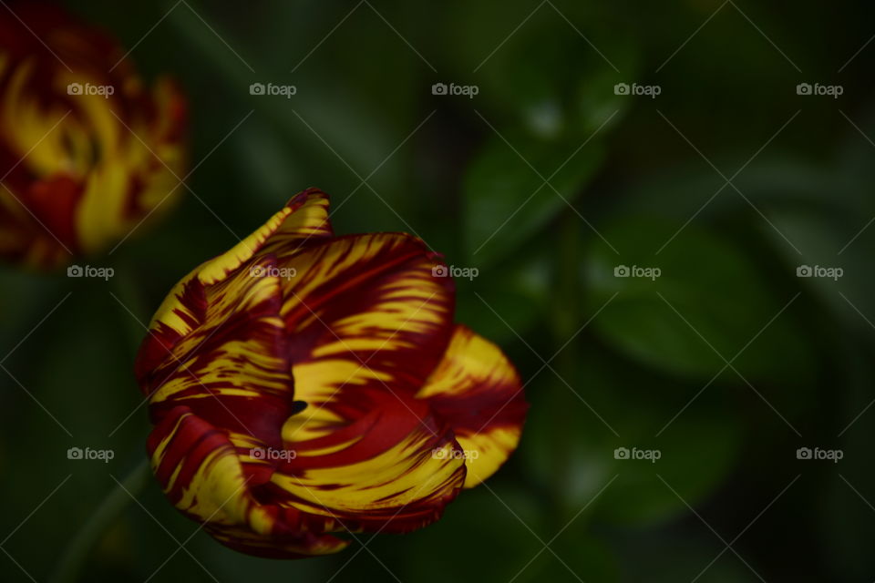 Jardín botánico, Madrid