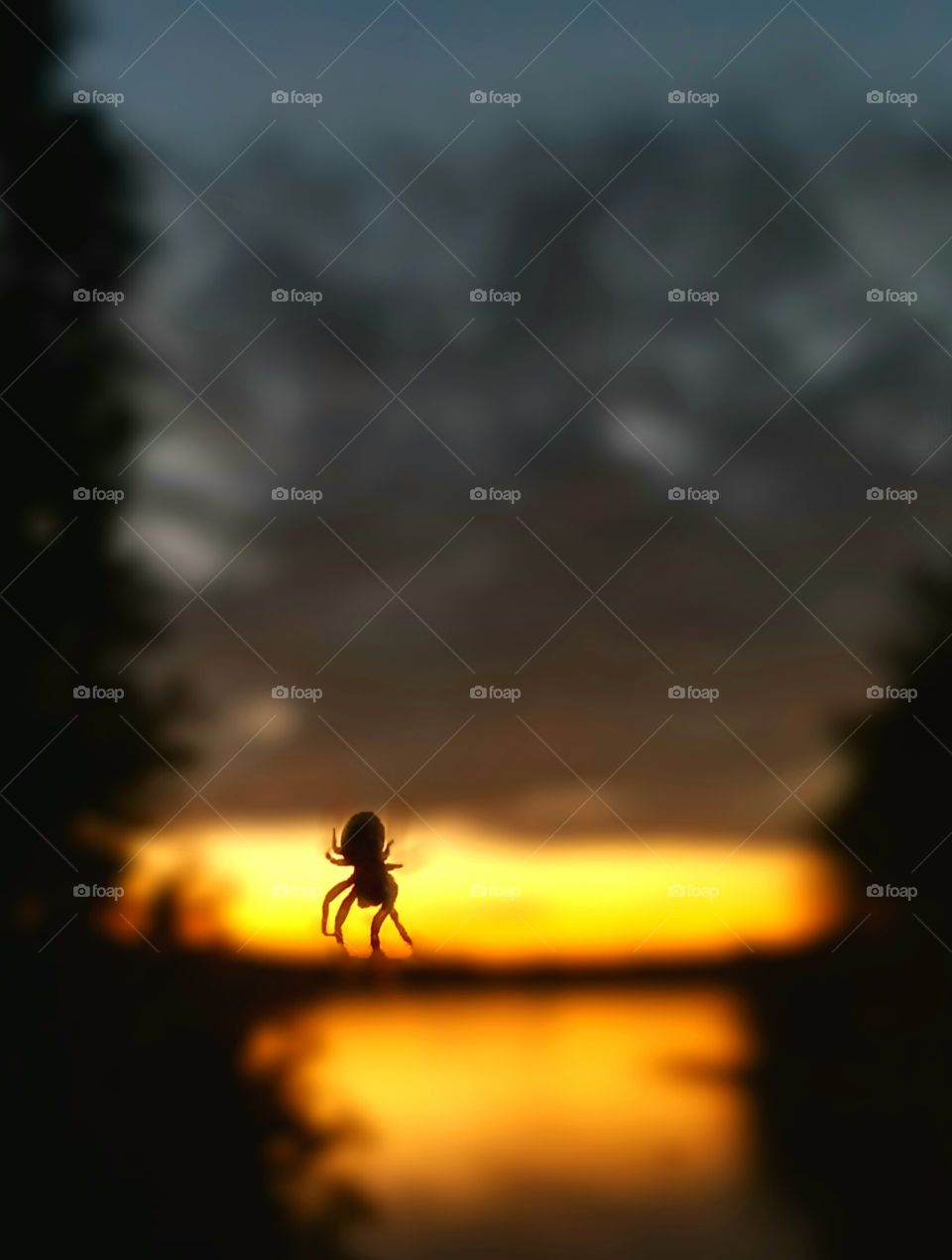 Is the spider poised to catch the sun.