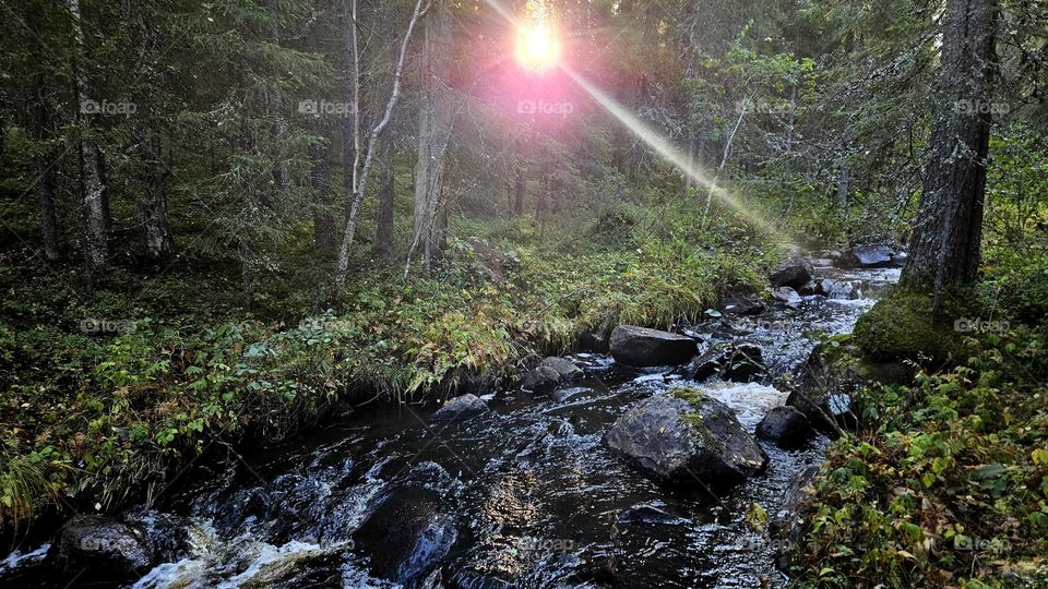 The Finnish forest in Lapland in September is magical
